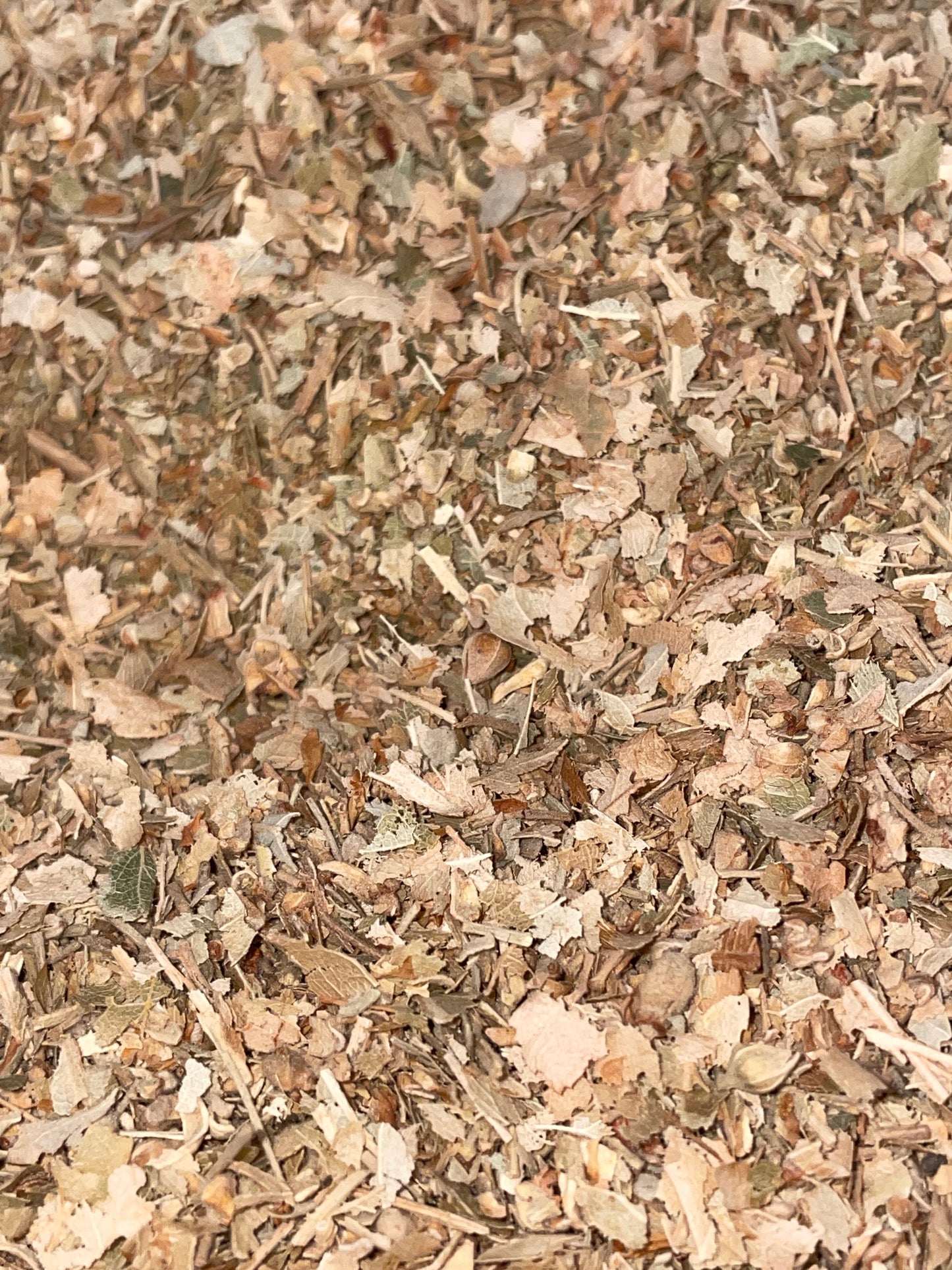 Linden Leaf