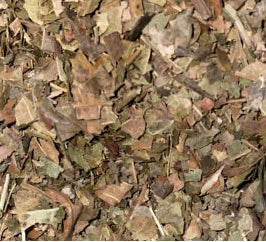 Black Walnut Leaf