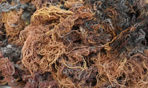 Dry Seamoss