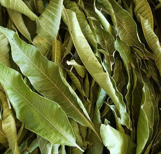 Mango Leaves