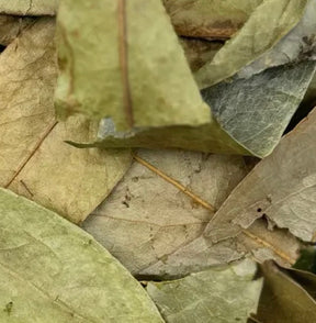 Soursop Leaf